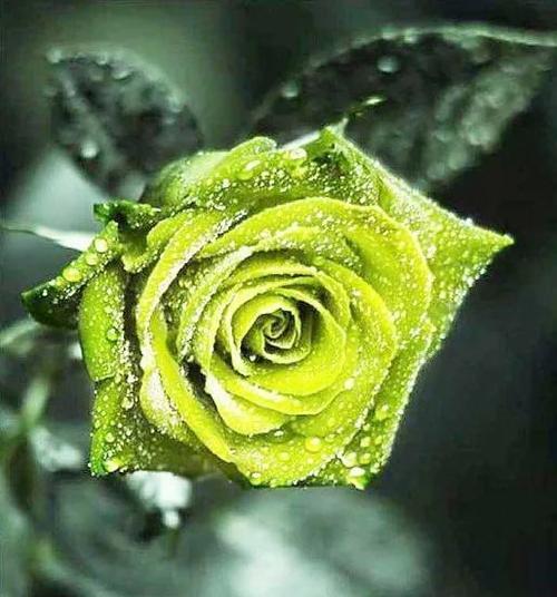 含羞玫瑰的暗香花语有何深意？含羞玫瑰的花语是什么？