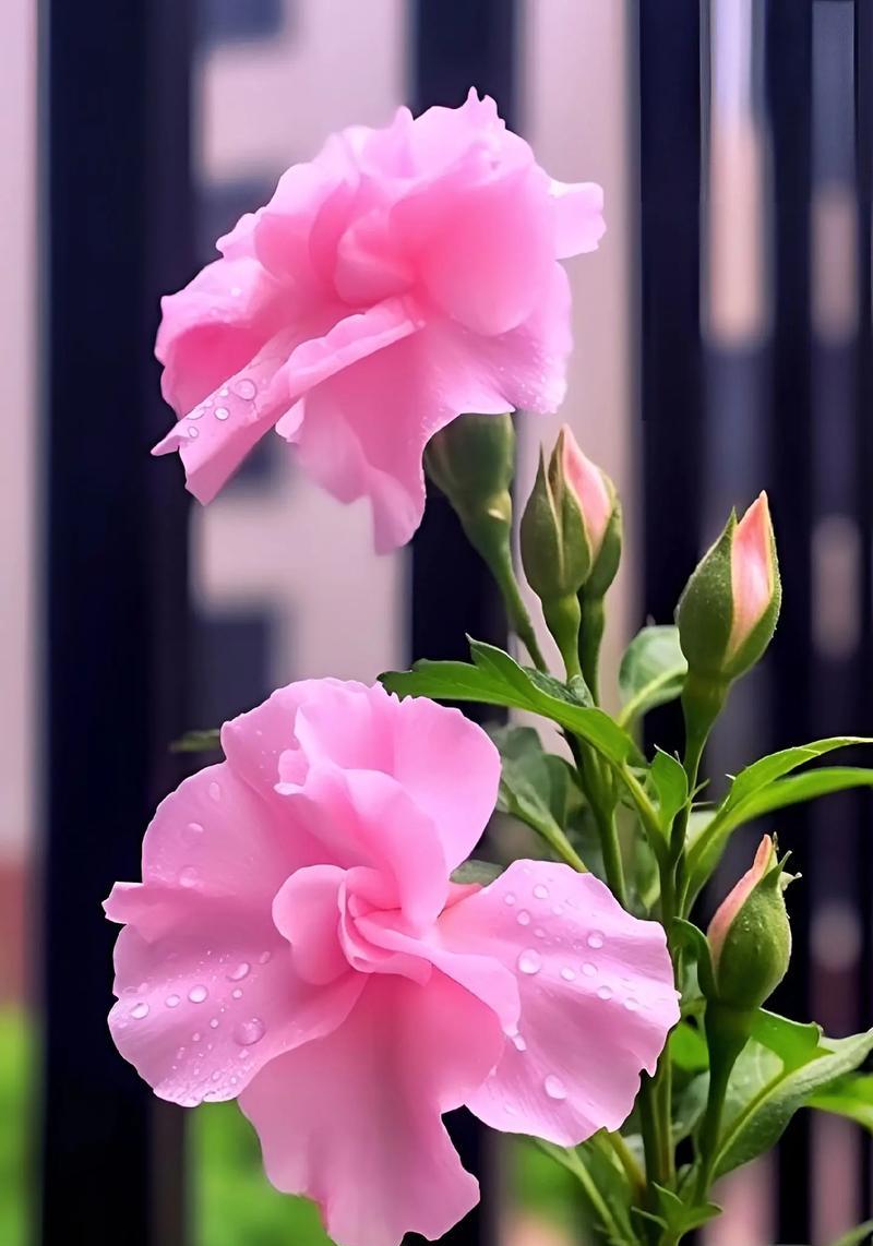 什么花的花语是生死离别的爱情？如何用花语表达悲壮爱情？