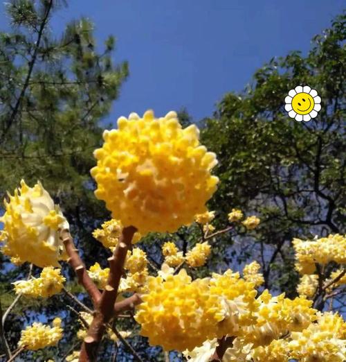 什么花的花语是生死离别的爱情？如何用花语表达悲壮爱情？