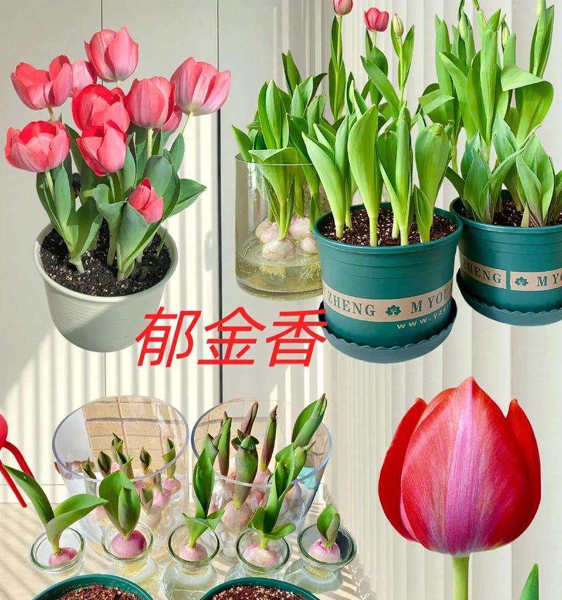 郁金香的特点与花语有何联系？
