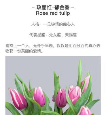 郁金香的特点与花语有何联系？