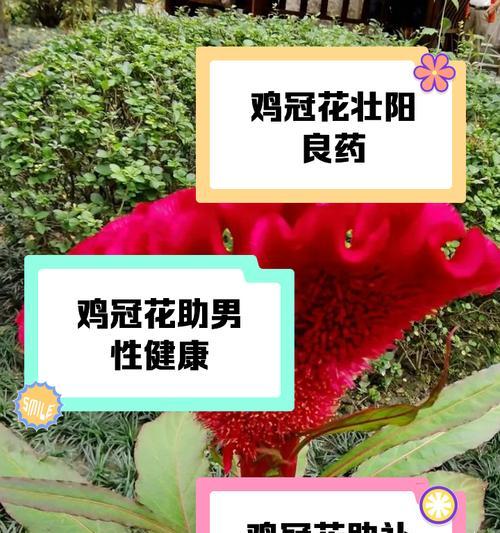 鸡冠花象征着什么？