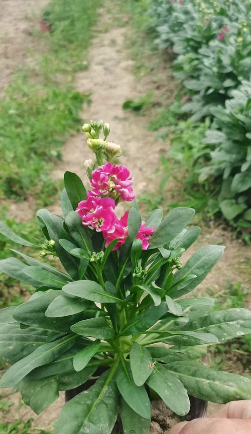 哪种花的花语象征着美好爱情？它有何寓意？