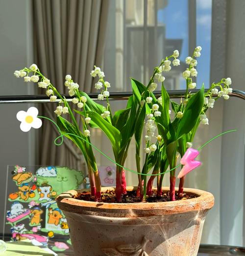 铃兰花为何代表幸福归来？
