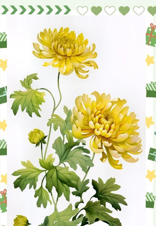 黄色菊花的花语和寓意是什么？这种颜色的菊花有何象征？