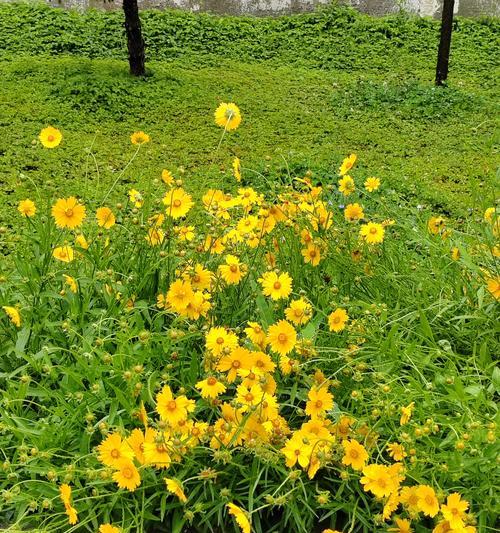 黄色菊花的花语和寓意是什么？这种颜色的菊花有何象征？