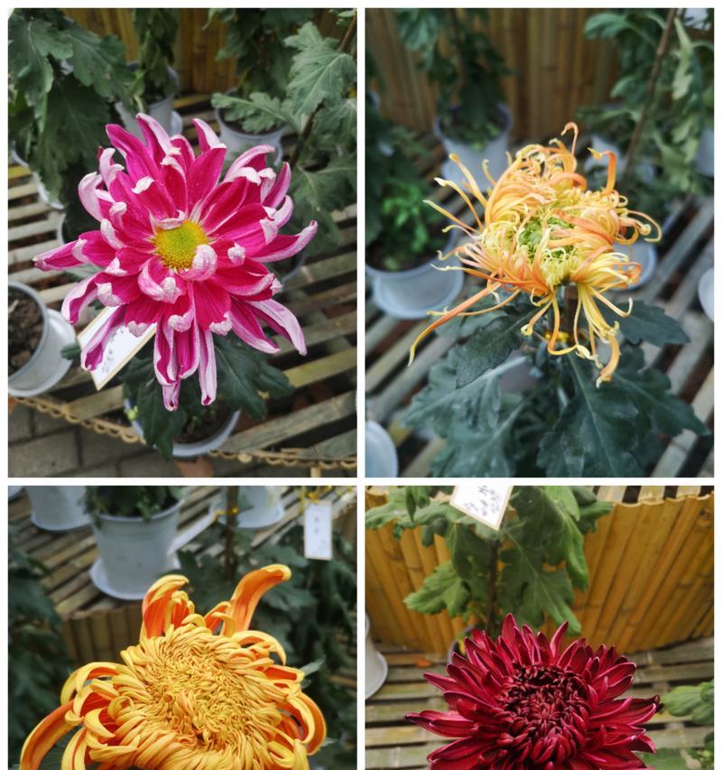 黄色菊花的花语和寓意是什么？这种颜色的菊花有何象征？