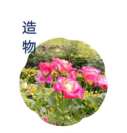 关于重回的花语是什么意思？重回的象征意义有哪些？