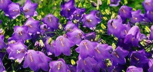 紫色夹竹桃的花语和寓意是什么呢？夹竹桃的花语代表了什么？