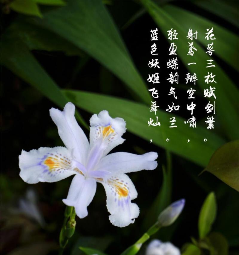 竹子的花语代表了什么？