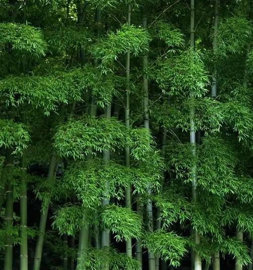 竹子的花语代表了什么？