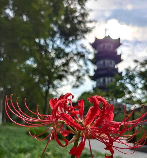 永不凋谢的花语是什么？它象征着什么？