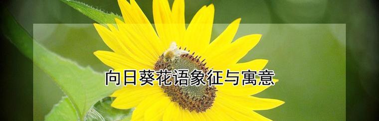 永不凋谢的花语是什么？它象征着什么？