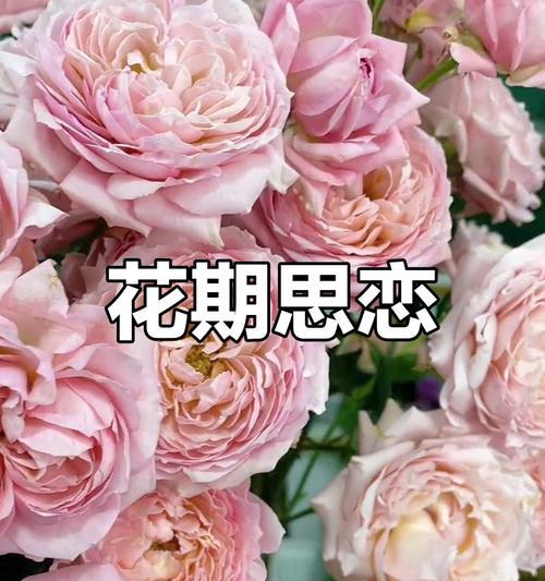 玫瑰花语36发烟花代表了什么？它传递了哪些信息？