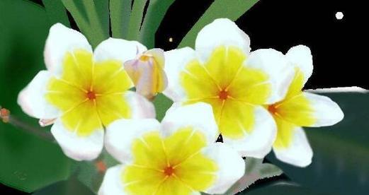 如何理解“有钱就别大手大脚”的花语含义？