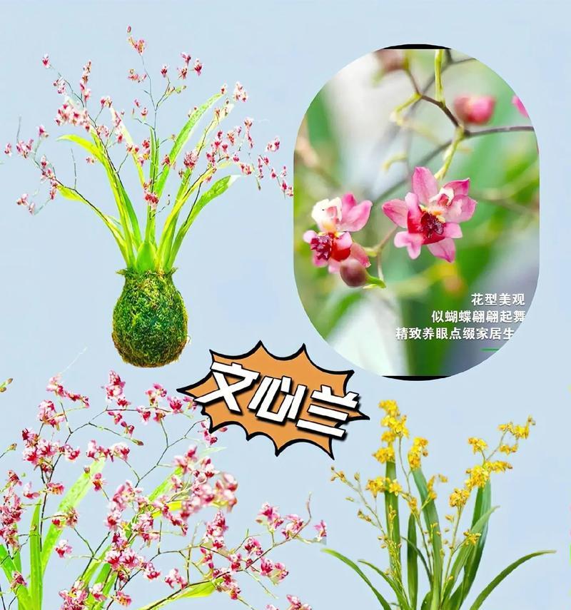 灰谷兰的花语与寓意是什么？