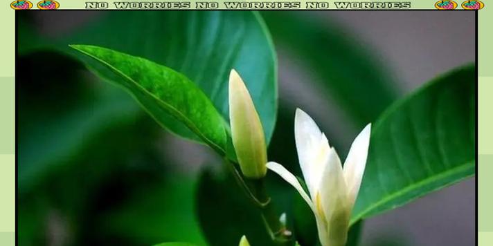 黄桷兰的花语代表什么？