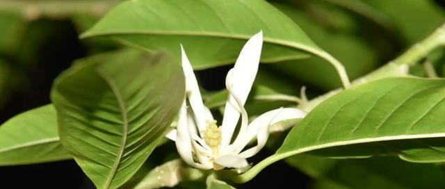 黄桷兰的花语代表什么？