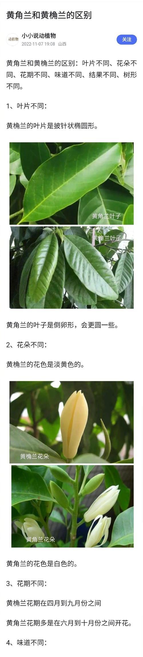 黄桷兰的花语代表什么？