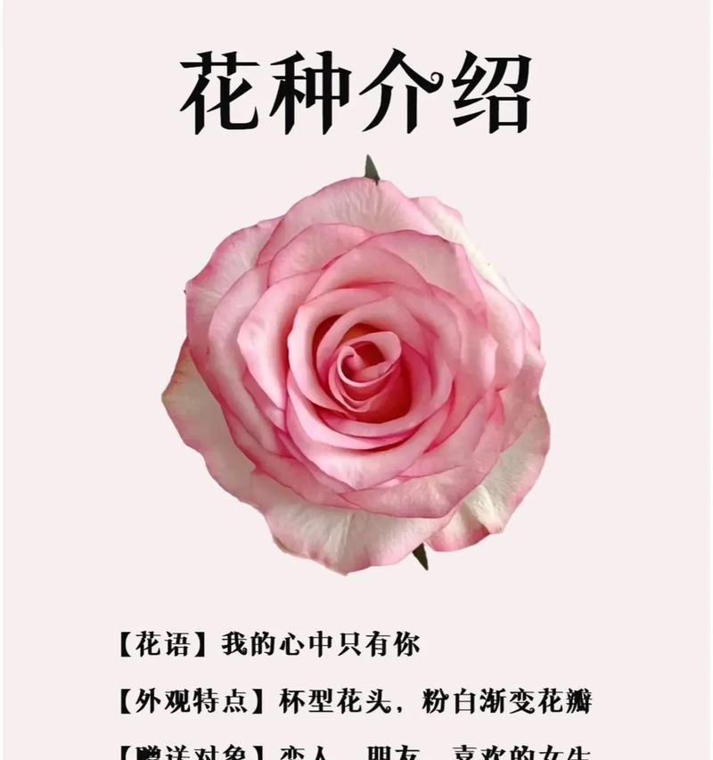 1一100朵玫瑰花代表什么意思？不同数量的玫瑰花语有何不同？