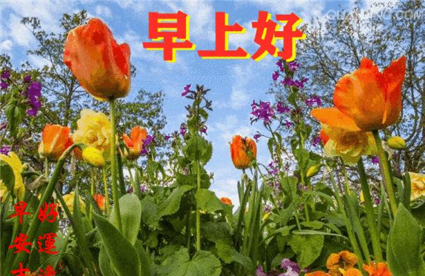 哪种花的花语意味着永不回头？