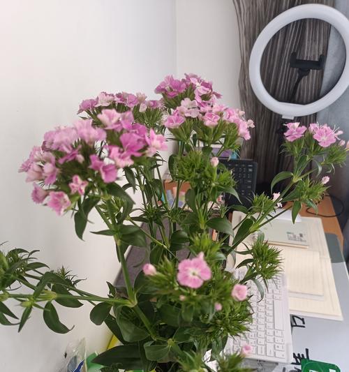 花语的形成受哪些因素影响？