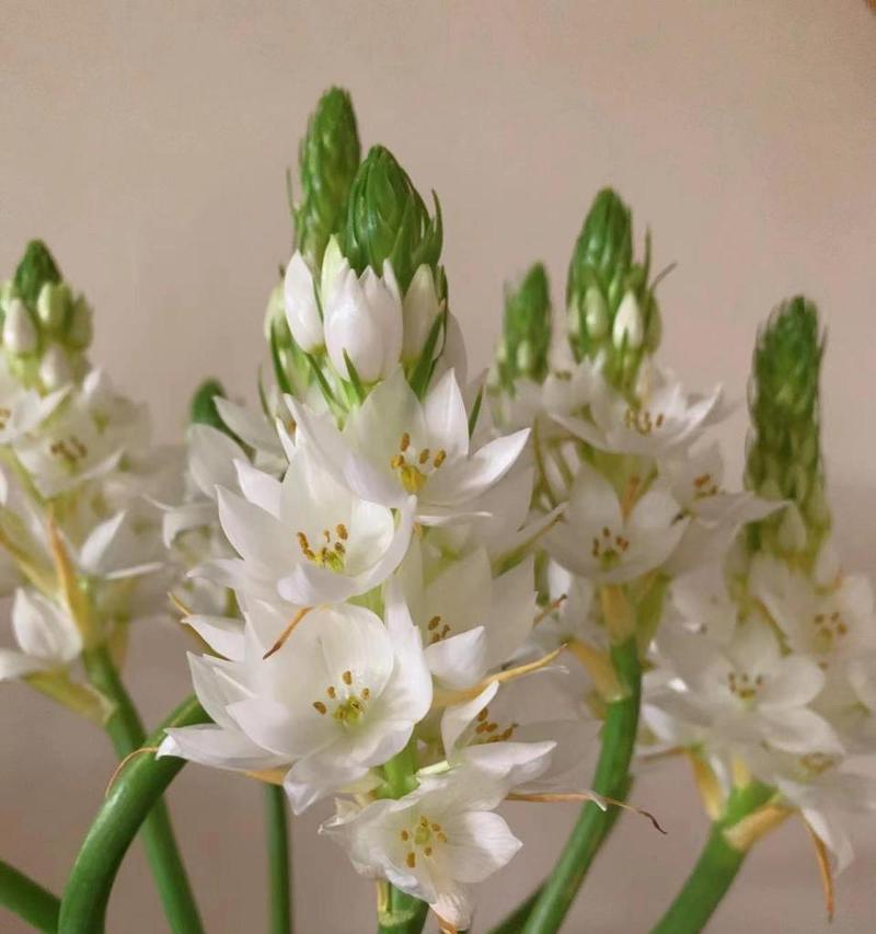 江南韵的花语有何深意？它象征着什么？