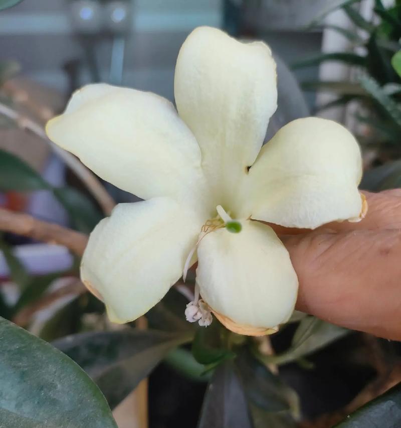 非洲茉莉怎么养？养护指南有哪些要点？
