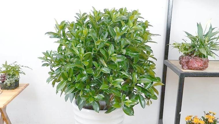 非洲茉莉怎么养？养护指南有哪些要点？