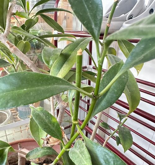 非洲茉莉怎么养？养护指南有哪些要点？