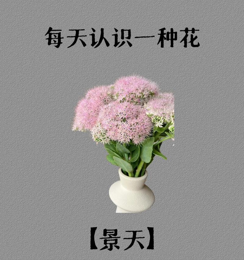宜享花种草有哪些净化空气的小能手？新手养护零压力怎么做到？