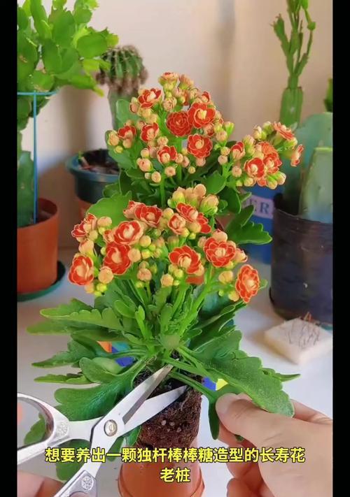 长寿花怎么养才能开花不断？养护方法有哪些？