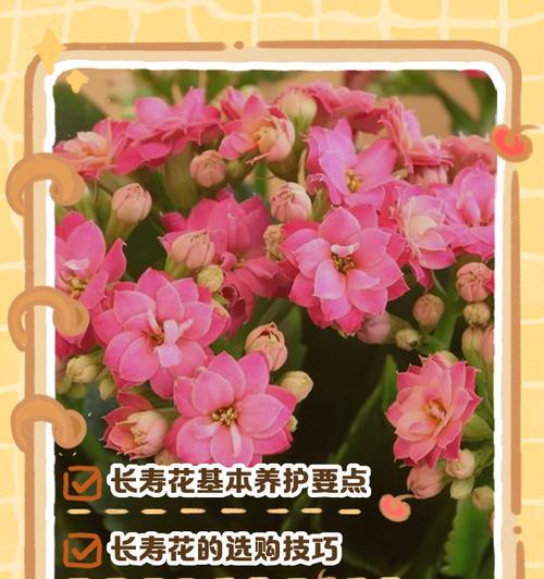 长寿花怎么养才能开花不断？养护方法有哪些？