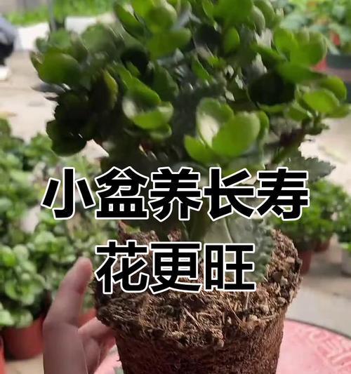 长寿花怎么养才能开花不断？养护方法有哪些？