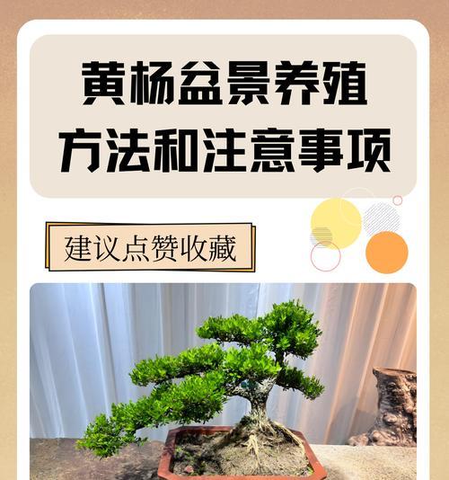 杨树扦插养护全攻略是什么？如何提升成活率？