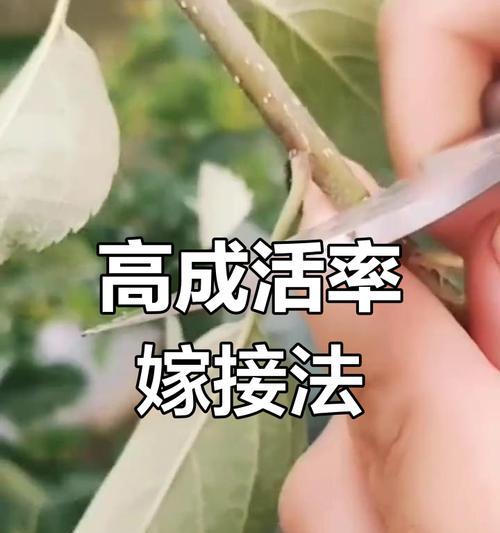 杨树扦插养护全攻略是什么？如何提升成活率？