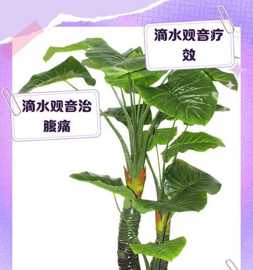 水培滴水观音的养护方法是什么？需要注意什么？