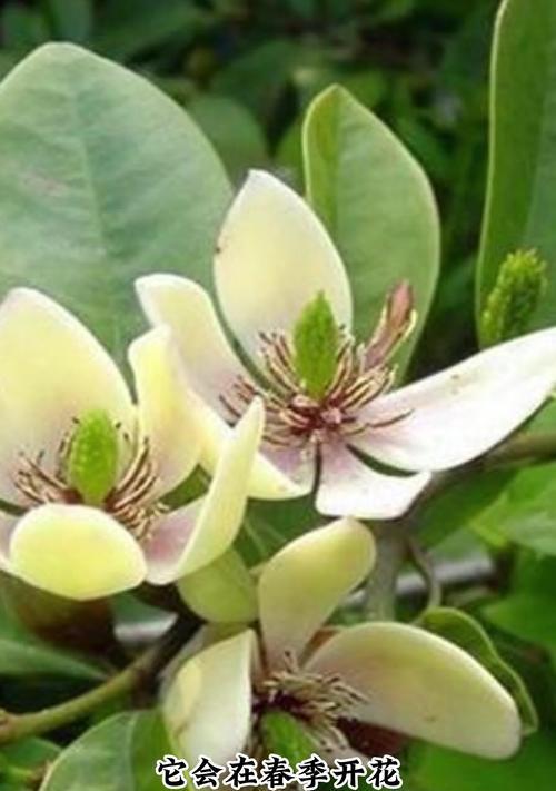 含笑什么时候开花？花期是几月？