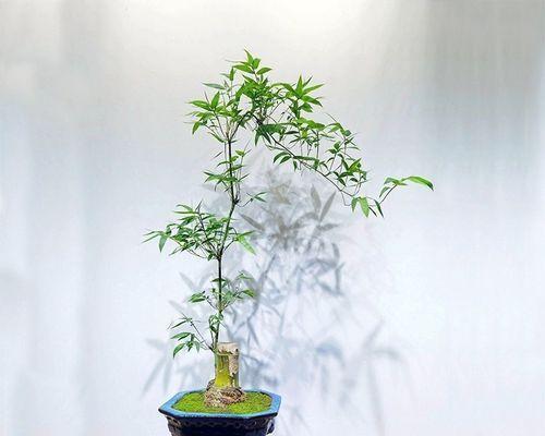 小型盆栽景观竹有哪些特点？养护方法是什么？