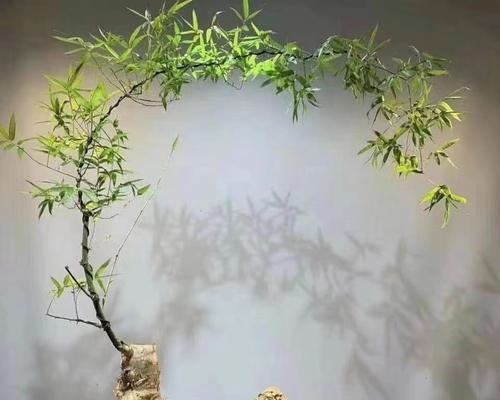 小型盆栽景观竹有哪些特点？养护方法是什么？