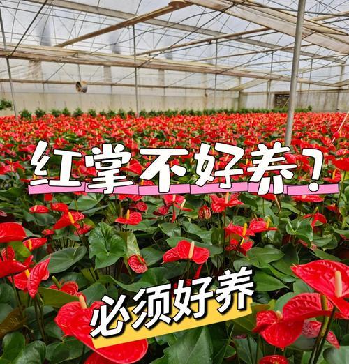 红掌怎么养？全面指南与技巧有哪些？