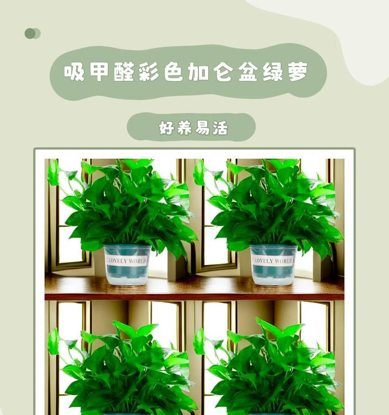 绿萝盆栽的养护方法是什么？需要注意什么？