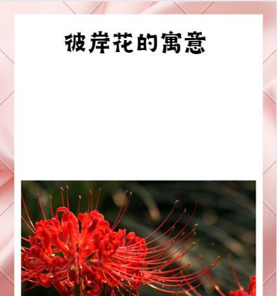 彼岸花有哪些别名？象征意义是什么？