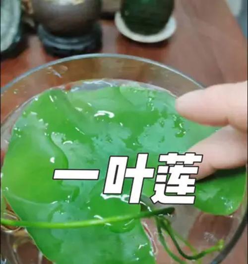 一叶莲怎么繁殖？繁殖方法有哪些？
