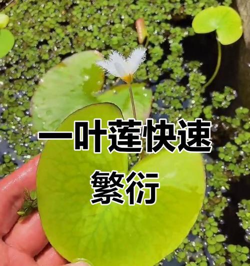 一叶莲怎么繁殖？繁殖方法有哪些？