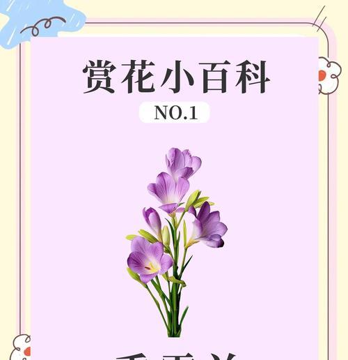 香雪兰的种植方法是什么？需要注意什么？