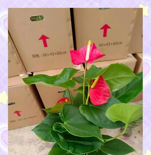 红掌盆栽的养护方法是什么？需要注意什么？