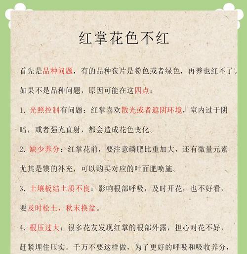 红掌盆栽的养护方法是什么？需要注意什么？