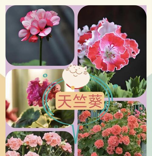 天竺葵怎么养？养护指南有哪些要点？