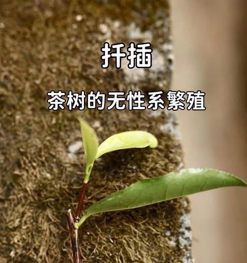 秋季如何进行扦插育苗？无性繁殖技术要点是什么？